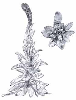 Mullein